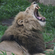 Illustration for article titled Illinois Finally Cracking Down on the Sale of African Lion Meat
